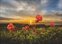 Load image into Gallery viewer, Cloudberries (1000 pieces)

