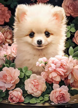 Load image into Gallery viewer, Pomeranian Puppy in Roses (300 pieces)
