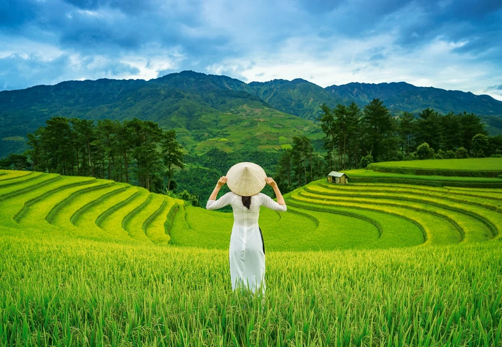 Rice Fields in Vietnam (1000 pieces)