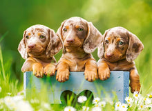 Load image into Gallery viewer, Cute Dachshunds (100 pieces)
