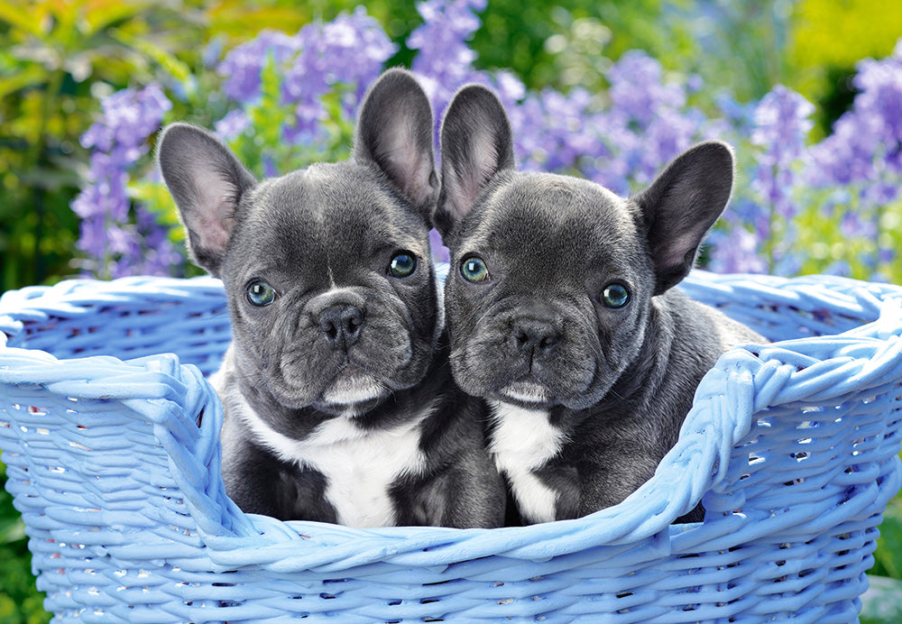 French Bulldog Puppies (1000 pieces)