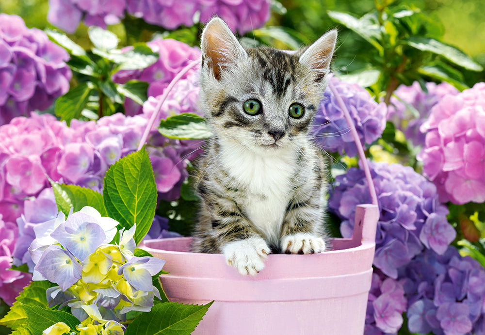 Kitten in Basket (1500 pieces)