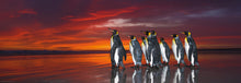 Load image into Gallery viewer, King Penguins (1000 pieces)
