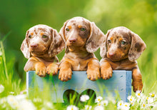 Load image into Gallery viewer, Cute Dachshunds (500 pieces)
