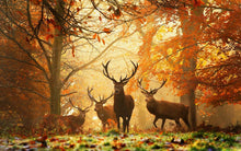 Load image into Gallery viewer, Stags (1000 pieces)
